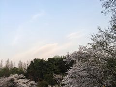 景点-柳浪闻莺公园