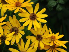 -光明小镇欢乐田园