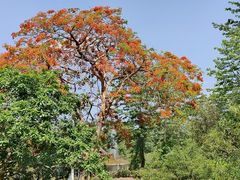 -中国科学院西双版纳热带植物园
