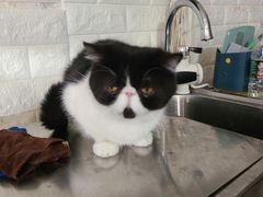 -平行世界·猫咖(首经贸店)