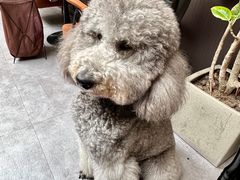 -沏点Trattoria意大利餐厅(新街口店)