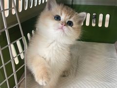 -lincat·猫舍(广州店)