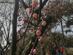 -香雪海