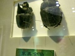 -上海昆虫博物馆