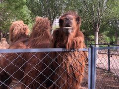 -长白岛森林公园