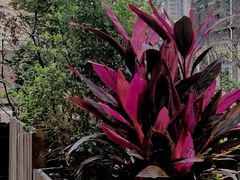 -大唐红茶坊(永顺路店)