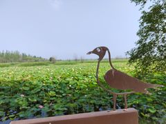 -野鸭湖国家湿地公园