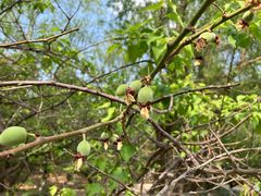 -北京鹫峰国家森林公园