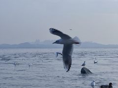 -深圳湾公园(南山区)