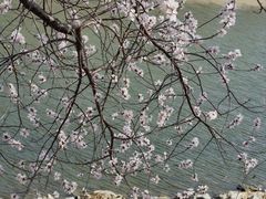 -桃花堤公园