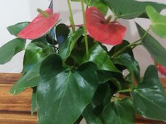 -香山湖渔家大院