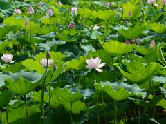 -荔湾湖公园
