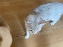 -唐小姐の私宠·宠物洗护美容·撸猫馆·购宠(周浦万达旗舰店)