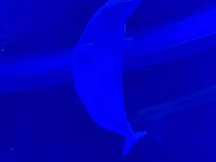 -上海海昌海洋公园-冰山北极馆