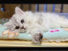-momokira米努特·德文卷毛猫·棉花面纱犬