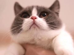 -屋虎猫馆(宝安大仟里店)