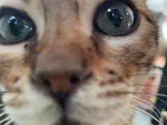 -猫小院猫主题咖啡厅(北锣店)
