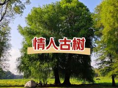 -南宁良凤江国家森林公园