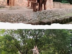 -广州动物园