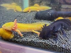-双季花艺园艺市场(浦东店)