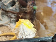 -酷以爬仙阁实体爬宠店·守宫·蜥蜴·专业繁育