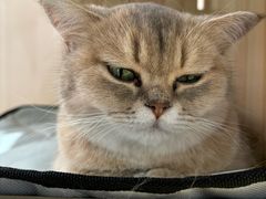 -逗柴咖啡屋·狗咖猫咖宠物桌游