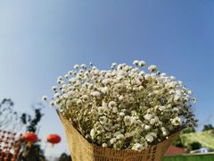 -三圣花乡旅游区