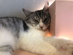 -猫儿山۰猫主题餐厅