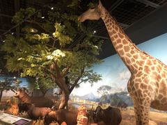 -陕西自然博物馆