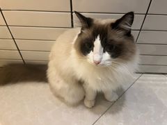 -Catmate·猫肥家润(金润铂宫店)