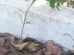 -湖南嵩云山国家森林公园