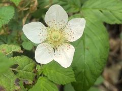 -上海佘山国家森林公园天马山园