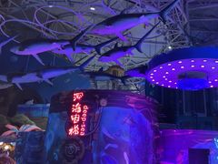 -烟台海昌鲸鲨海洋公园