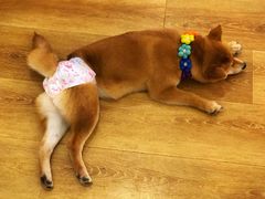 -柴犬小屋·柴餐厅·狗咖食堂(金鼎广场店)