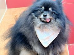 -和它·交个朋友·狗咖猫咖(爱琴海店)