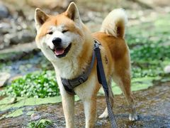 -白水寺森林公园