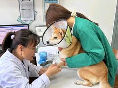 -心仪动物医院·牙专科·肿瘤·心脏科(西客站院)