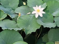 -莲池书院博物馆