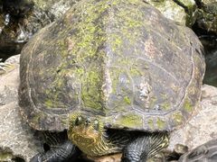 -普陀山风景名胜区-法雨禅寺