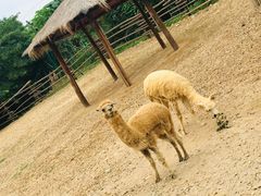 -泉州海丝野生动物世界