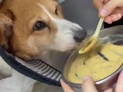 -爱妮康宠物医院·干细胞免疫细胞·肿瘤·心脏(张江店)