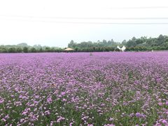 -紫颐香薰山谷景区