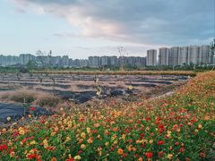 -三垟湿地