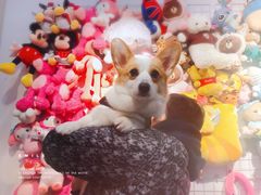 -宠小格时尚宠物生活馆(唐镇店)
