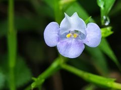 -奥冠体育华师附中恒温游泳馆