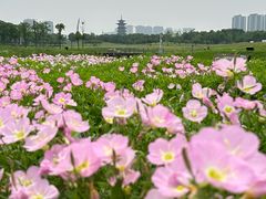 -洋湖国家湿地公园