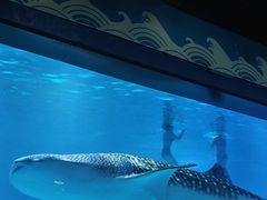 -烟台海昌鲸鲨海洋公园