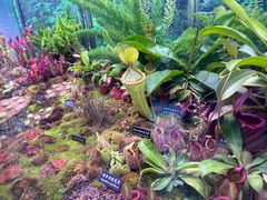 -中国科学院西双版纳热带植物园