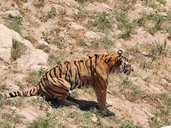 -西霞口神雕山野生动物世界