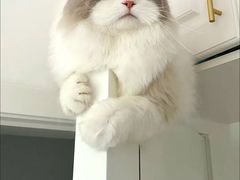 -猫十亿·布偶金渐层·曼基康矮脚猫舍(青年路店)